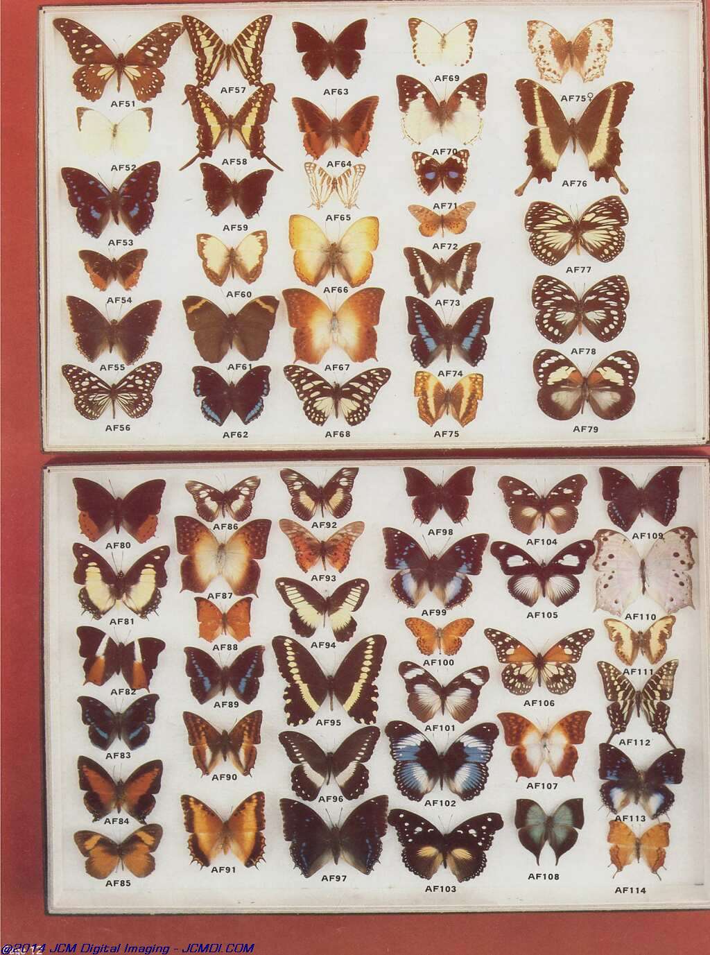 The Butterfly Company (NY) 20 page catalog 1978